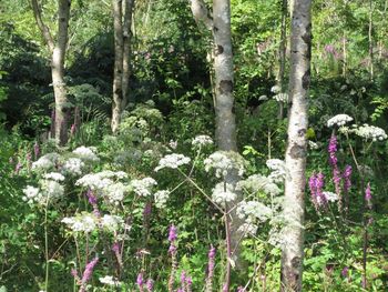 Fresh white flowers in forest