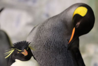 Rockhopper penguin contemplating size