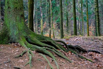 Trees growing in forest