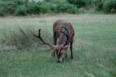 Horse grazing on field