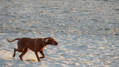 Dog running on beach