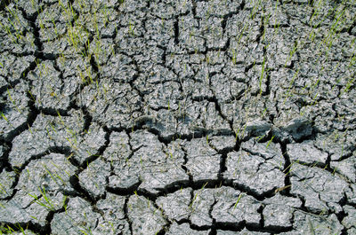 Full frame shot of cracked plant