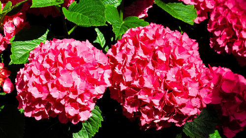 Close-up of pink flowers blooming outdoors