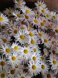 Close-up of white daisy flowers