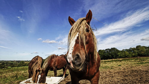 Horse standing on field against sky