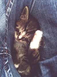 High angle view of cat sleeping on sofa