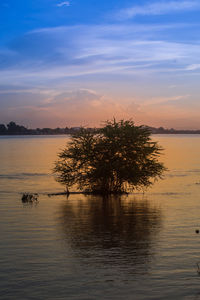 Silhouette tree by lake against sky during sunset