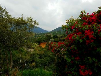 Trees and plants on landscape against sky