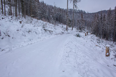 Winter in harz mountains national park, germany. moody snow covered landscape in german forest