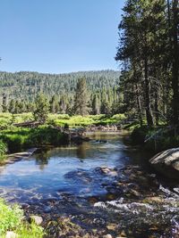 Scenic view of river in forest against clear sky
