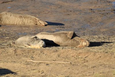 Sheep relaxing on sand at beach