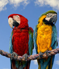 Blue and yellow macaw and a scarlet macaw perched on a rope