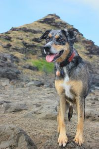 Catahoula leopard dog standing on field