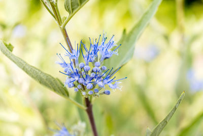 Close-up of purple flowering plant