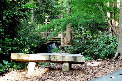 Plants and trees in park