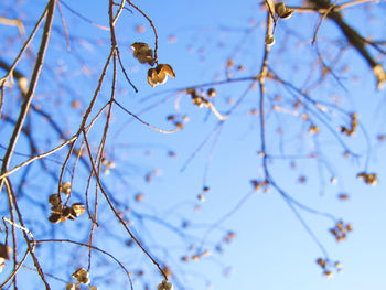 Low angle view of a tree