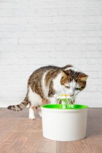 Cat on table by water in container against white wall