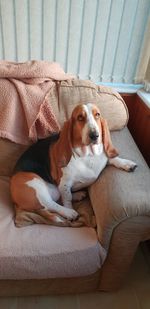 Portrait of dog sitting on sofa at home