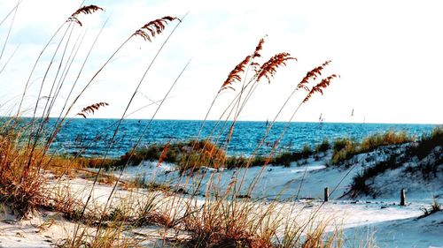 Scenic view of beach against sky