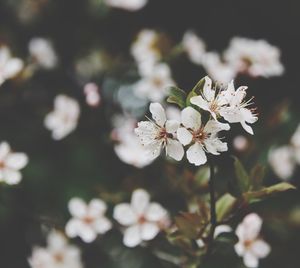 Close-up of white flowers