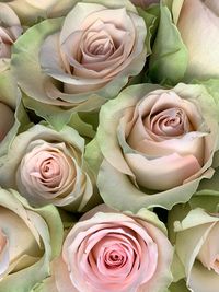 High angle view of rose bouquet