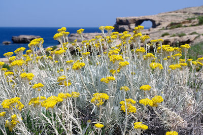 Close-up of yellow flowering plants on field against clear sky