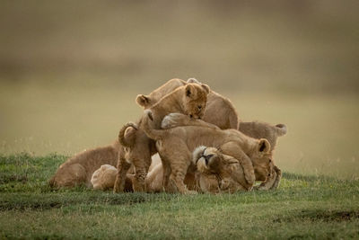 Big cat and cubs on grass