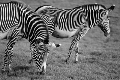 Zebras grazing on grassy field