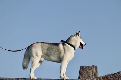 Low angle view of dog against blue sky