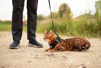  bengal cat outdoors lying on ground.unrecognizable man walking with a leash.pet promenade o