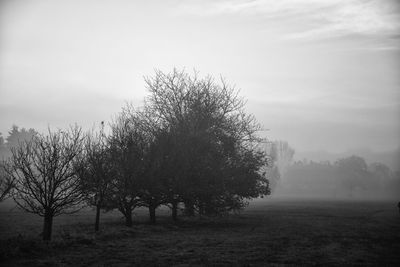 Tree on field against sky