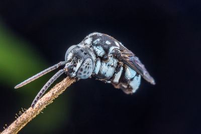 Close-up of spider on web against black background