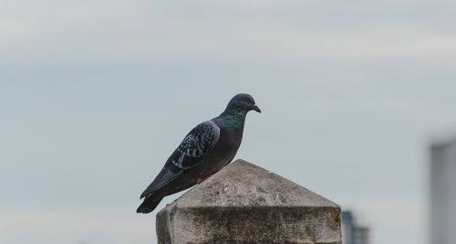 Bird perching on a wall