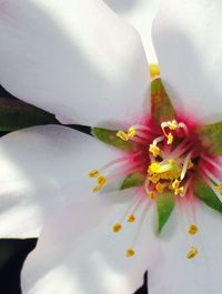 Close-up of flower