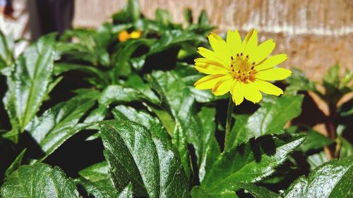 Close-up of yellow flowers