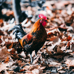 Close-up of rooster on field during autumn