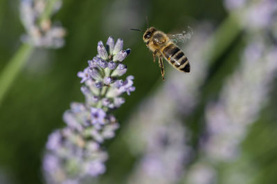 Close-up of bee pollinating on flower