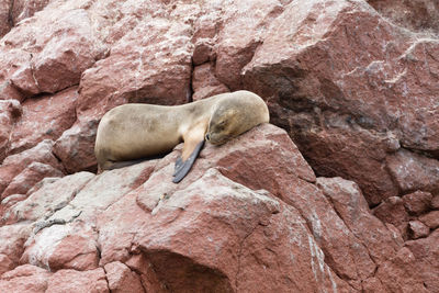 Side view of horse resting on rock