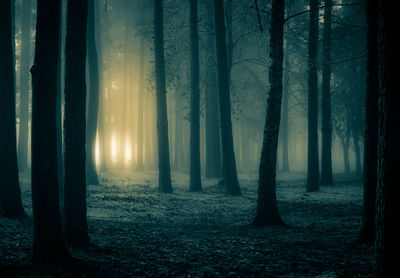 View of trees in forest during winter