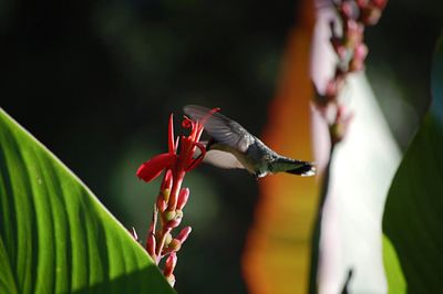 Close-up of flowers