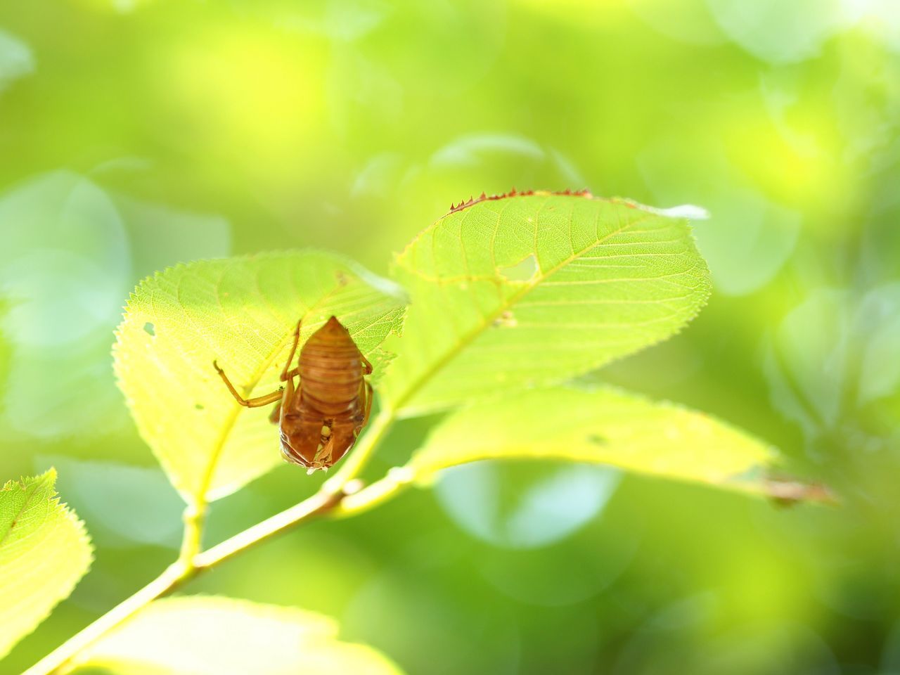 plant part, leaf, invertebrate, insect, animal, animal wildlife, animal themes, close-up, plant, one animal, animals in the wild, green color, day, nature, growth, beauty in nature, selective focus, no people, sunlight, outdoors, butterfly - insect