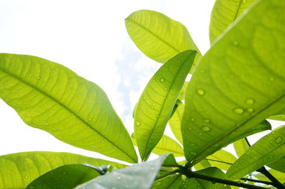 Low angle view of leaves