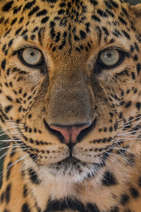 Close-up portrait of a cat