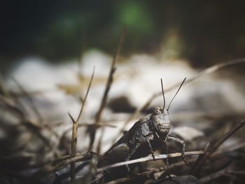 Close-up of insect on land