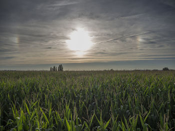 Scenic view of agricultural field against sky during sunset