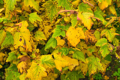 High angle view of yellow leaves on field