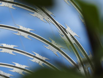 Low angle view of grass against sky