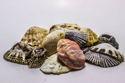 Close-up of seashells on table