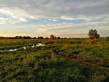 Scenic view of grassy field against sky