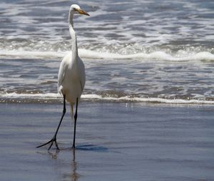 Seagull flying over sea